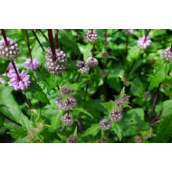 Munt / Pepermuntolie (Mentha piperita)