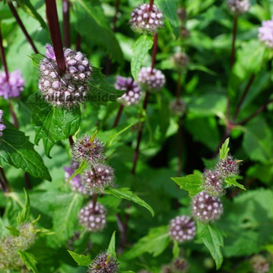 Munt / Pepermuntolie (Mentha piperita)