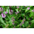 Munt / Pepermuntolie (Mentha piperita)