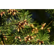Dennenolie (Pinus sylvestris)