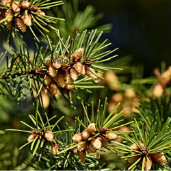 Dennenolie (Pinus sylvestris)