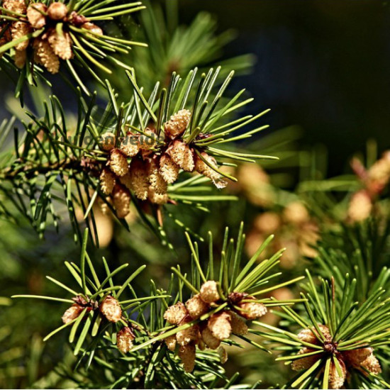 Dennenolie (Pinus sylvestris)