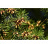 Dennenolie (Pinus sylvestris)