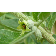 Ashwagandhatinctuur  (Withania somnifera, Indische ginseng)