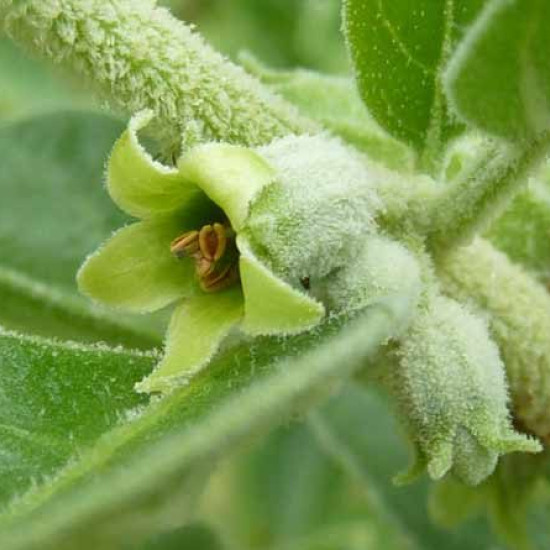 Ashwagandhatinctuur  (Withania somnifera, Indische ginseng)